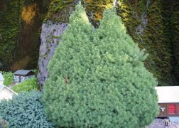Picea glauca Conica / Cukorsüvegfenyő